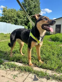 Фото №4. Продажа беспородную в Москова частное объявление - цена Бесплатно