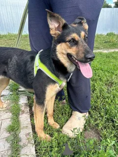 Фото №2 к объявлению №166420 о продаже беспородную - купить в России частное объявление