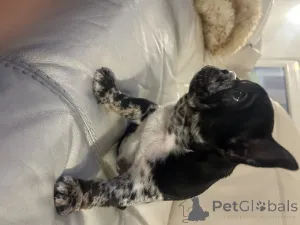 Дополнительные фото: Эксклюзив! Щенки французского бульдога.