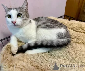 Дополнительные фото: Пушинка кошка, сотканная из лунного света и серебра.