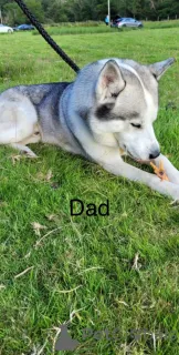 Фото №4. Продажа сибирского хаски в Андорра Ла Велла  - цена 31454₽