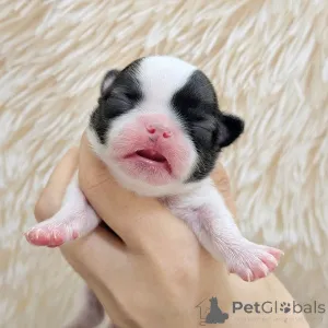 Фото №1. чихуахуа - купить в Хельсинки за 46384₽. Объявление №163644