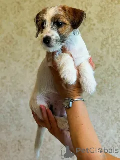 Дополнительные фото: Щенок Джек Рассел Терьер от Чемпионов c родословной