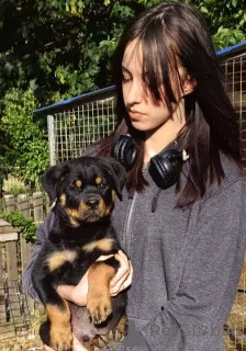 Фото №3. Rottweiler красивые щенки.  Сербия