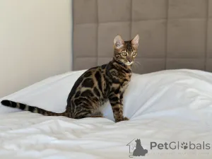 Фото №1. бенгальская - купить в Бостон за договорная. Объявление №125042