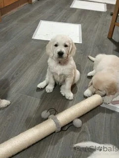 Дополнительные фото: Потрясающие золотистые ретриверы