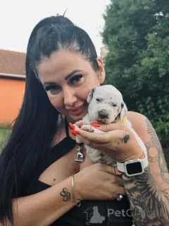 Фото №3. Dalmatian Puppy FCI Pedigree.  Венгрия