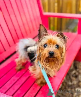 Фото №2 к объявлению №164789 о продаже йоркширского терьера - купить в Германии частное объявление, из приюта