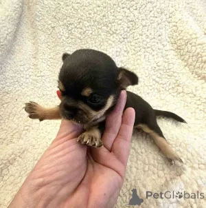 Дополнительные фото: Очень маленькие чихуахуа