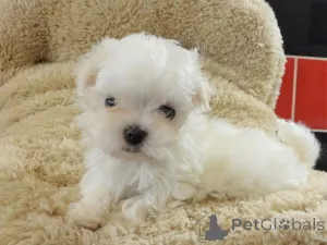 Фото №1. мальтийская болонка - купить в дерби за договорная. Объявление №47603