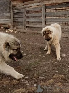 Дополнительные фото: Щенки Кавказской овчарки