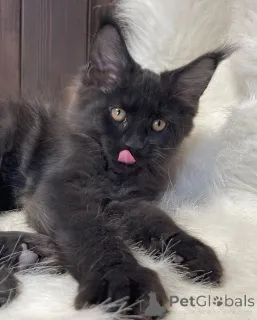 Фото №3. Мягкая, как шепот, яркая, как рассвет, Аврора несет свет, куда бы она ни пошла.. Ирландия