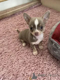 Дополнительные фото: Очаровательные пометы чихуахуа готовы к переезду в новый дом