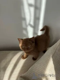 Фото №3. Высококачественные британские короткошерстные котята уже в продаже. Германия