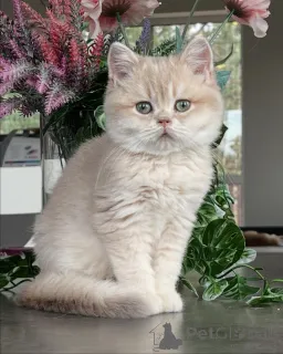 Фото №4. Продам шиншиллу кошку в Мюнхене заводчик - цена договорная