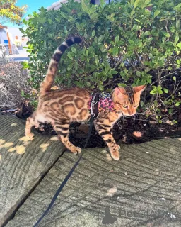 Фото №2 к объявлению №152736 о продаже бенгальская - купить в Швейцарии частное объявление