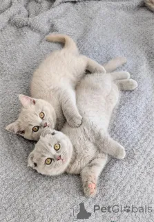 Фото №1. шотландская вислоухая (скоттиш фолд) - купить в Хэмбрюккен за 32468₽. Объявление №154974