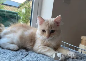 Фото №1.  - купить в Байербах за 32468₽. Объявление №153163