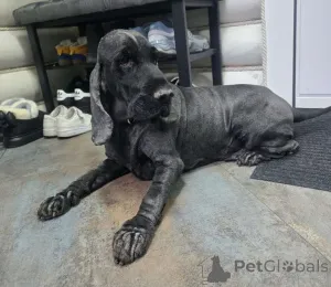 Фото №2 к объявлению №160705 о продаже английского кокер-спаниеля - купить в России частное объявление