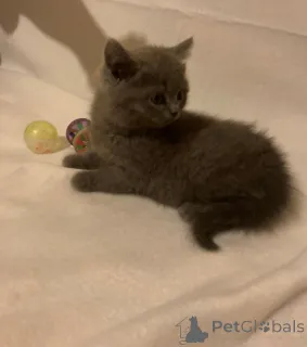 Фото №1.  - купить в Аарберген за 32468₽. Объявление №147299