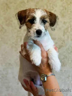 Дополнительные фото: Щенок Джек Рассел Терьер от Чемпионов c родословной