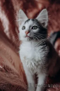 Дополнительные фото: Котята Симба и Пуфик ищут дом!