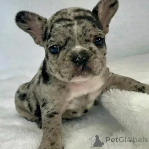 Дополнительные фото: Französische Bulldogge Welpen Zur Усыновление