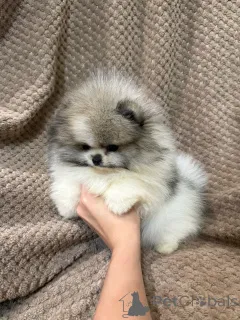 Дополнительные фото: Красивые чистокровные щенки померанского шпица.