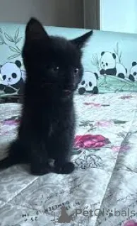 Фото №2 к объявлению №164259 о продаже бомбейская - купить в Бельгии частное объявление, заводчик