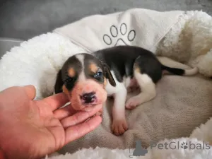 Дополнительные фото: Щеночки русской Гончей.