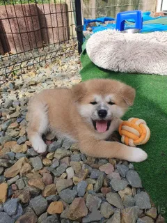 Фото №3. Каунита акита-пентуджа сукутаулулла.  Финляндия