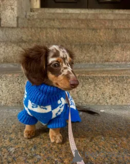 Фото №1. такса - купить в Хельсинки за 51022₽. Объявление №163062