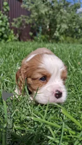 Дополнительные фото: Чистокровные щенки Кавалер-Кинг-Чарльз-Спаниель.