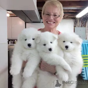 Фото №3. Щенки самоеда..  Швеция