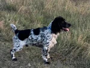 Фото №1. русский охотничий спаниель - купить в Симферополе за договорная. Объявление №146006