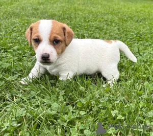 Фото №4. Продажа джек-рассел-терьера в Берлине частное объявление - цена договорная