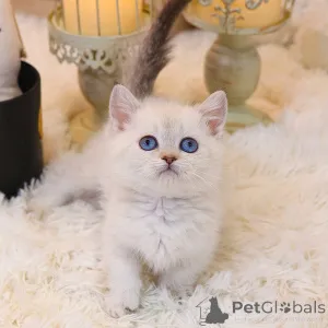 Фото №1. манчкин - купить в Калифорния за 34498₽. Объявление №152256