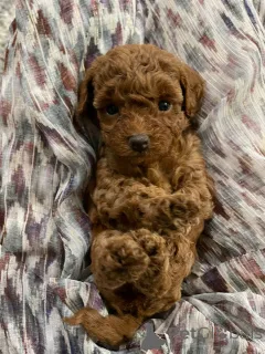 Фото №3. Пудель(королевский).  Германия