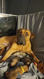 Дополнительные фото: Dogue de Bordeaux / Presa canario