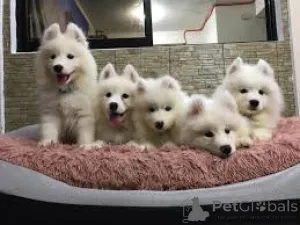 Фото №3. Chiots Samoyedes доступны на выбор..  Франция