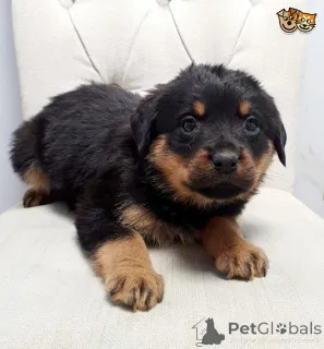 Дополнительные фото: Щенки ротвейлера.