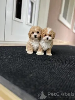 Дополнительные фото: Милые и верные друзья