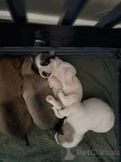 Дополнительные фото: Щенки чихуахуа Мальтипу х чашка.