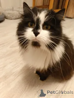 Фото №2 к объявлению №157977 о продаже  - купить в России частное объявление