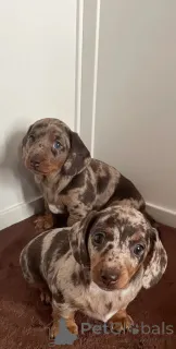 Фото №1. такса - купить в Андерлю за Бесплатно. Объявление №166519