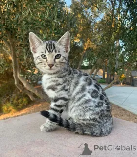 Фото №1. бенгальская - купить в Дрезден за 69575₽. Объявление №152553