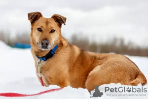 Фото №4. Продажа беспородную в Москва из приюта - цена Бесплатно