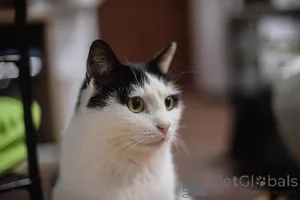 Фото №2 к объявлению №159454 о продаже  - купить в России из приюта