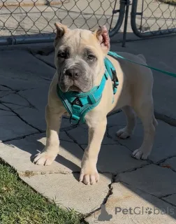 Фото №1. кане-корсо - купить в Ниже за 64937₽. Объявление №158578