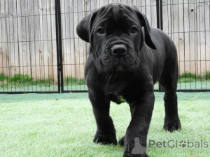 Фото №1. кане-корсо - купить в Ниже за 64937₽. Объявление №167785